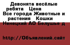 Девонята весёлые ребята › Цена ­ 25 000 - Все города Животные и растения » Кошки   . Ненецкий АО,Белушье д.